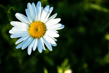 daisy closeup on a green grass background.