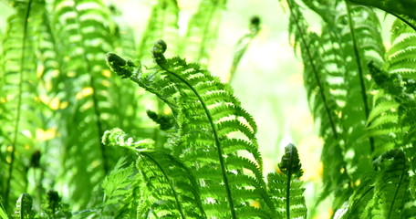 Farn - Farnblatt - Farnwedel