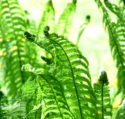 Farn - Farnblatt - Farnwedel