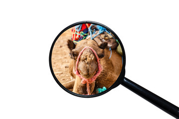 swarm of flies on the nose of a camel, the head of a camel, view through a magnifying glass on a white background