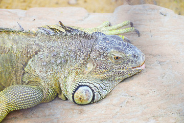 head of iguana