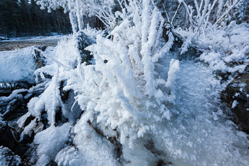 Small plant frozen in lake shore at cold winter morning