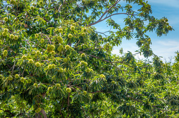 Chestnuts on the tree. 