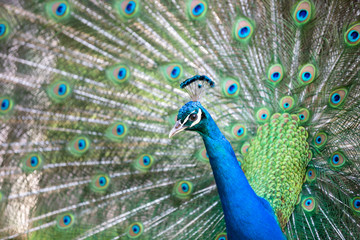 Obraz premium Peacock with all its colors
