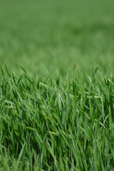  green grass field