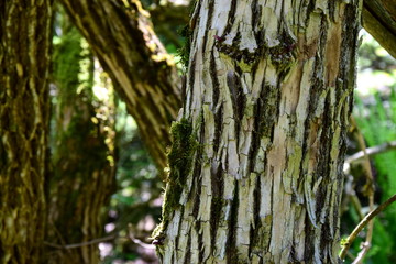 Schwarzer Holunderbaum - Baumrinde