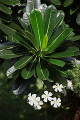 Fototapeta na wymiar Plumeria flower blooming in Bali 
