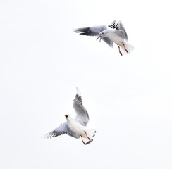 Obraz premium Birds