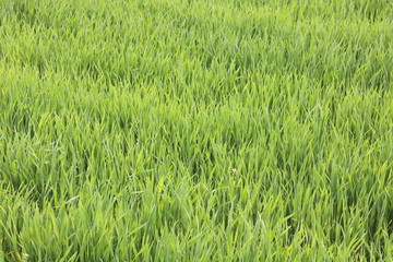 Obraz premium Natural green background with juicy spring green grass