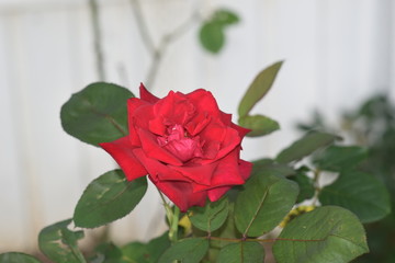 The Rose the Flower of Love