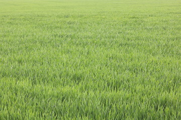 Natural green background with juicy spring green grass