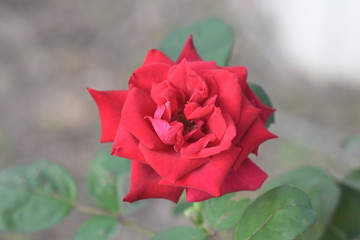 The Rose the Flower of Love