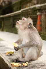 Macaque monkey in Ubud Bali