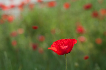 closeup of poppies in a meadow at spring