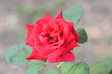 The Rose the Flower of Love