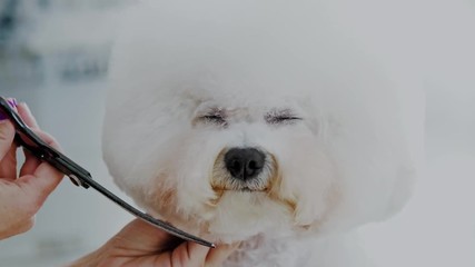 Bichon Fries at a dog grooming salon