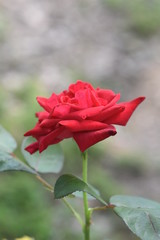 The Rose the Flower of Love