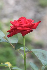 The Rose the Flower of Love