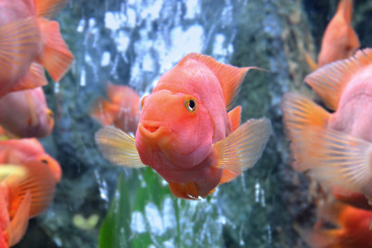 red blood parrot fish