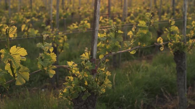 young grapevines in morning light
