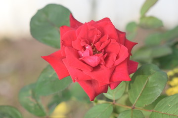 The Rose the Flower of Love