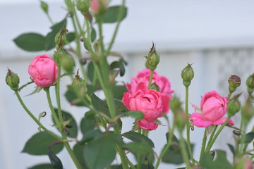 The Rose the Flower of Love