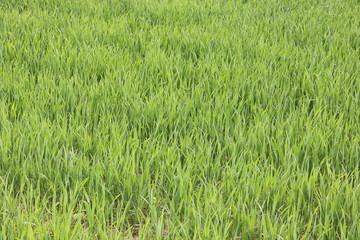 Natural green background with juicy spring green grass