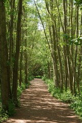 Tree lined walkway