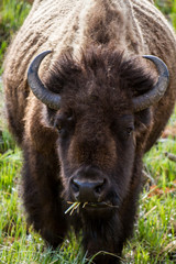 Fototapeta premium American buffalo