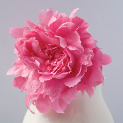 peony blossom