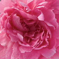 peony blossom