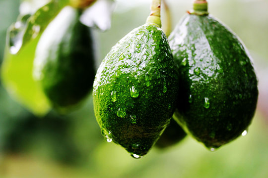 macro of avocados on tree in tropical florida