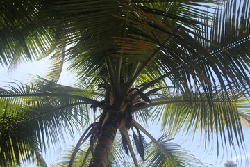 private beach tropical island
