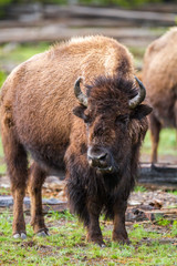 American buffalo
