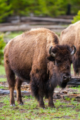 American buffalo