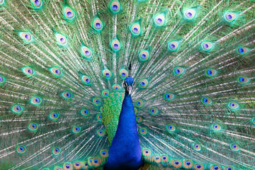 Obraz premium Peacock with all its colors