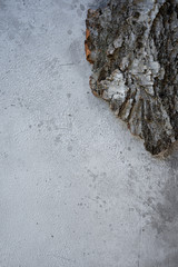 texture birch bark and concrete or plaster. Volumetric texture. Vintage wall