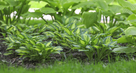 Fototapeta na wymiar green ornamental leafy plants in the garden