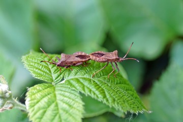 Lederwanze (Coreus marginatus)