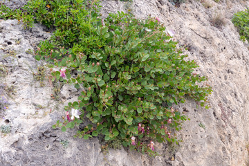 The capers bush (Capparis spinosa) growing on stones in the mountains