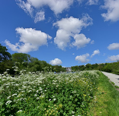 Fototapeta premium s Path Near Richmond