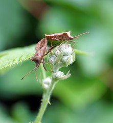 Lederwanze (Coreus marginatus)