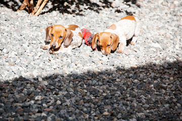 dachshund puppy portrait stone background 