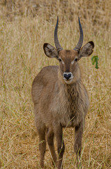 Close up of a male waterbuck in the dry grass of Tanzania
