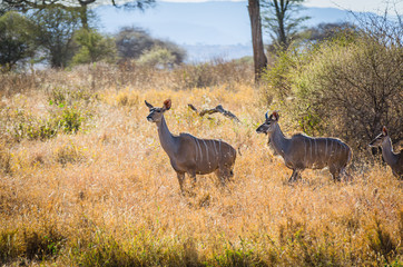 Female Kudu carefully walk through trees and grassland in Tanzania
