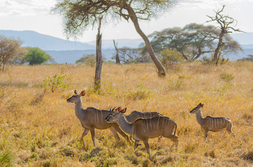 Female Kudu carefully walk through trees and grassland in Tanzania
