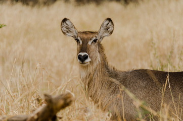 Close up of a female waterbuck in Tanzania, Africa