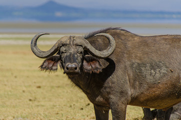 Close up of an African Cape Buffalo