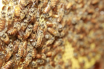 Bee honeycombs filled with honey and bees. Apiculture