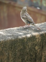 passarinho